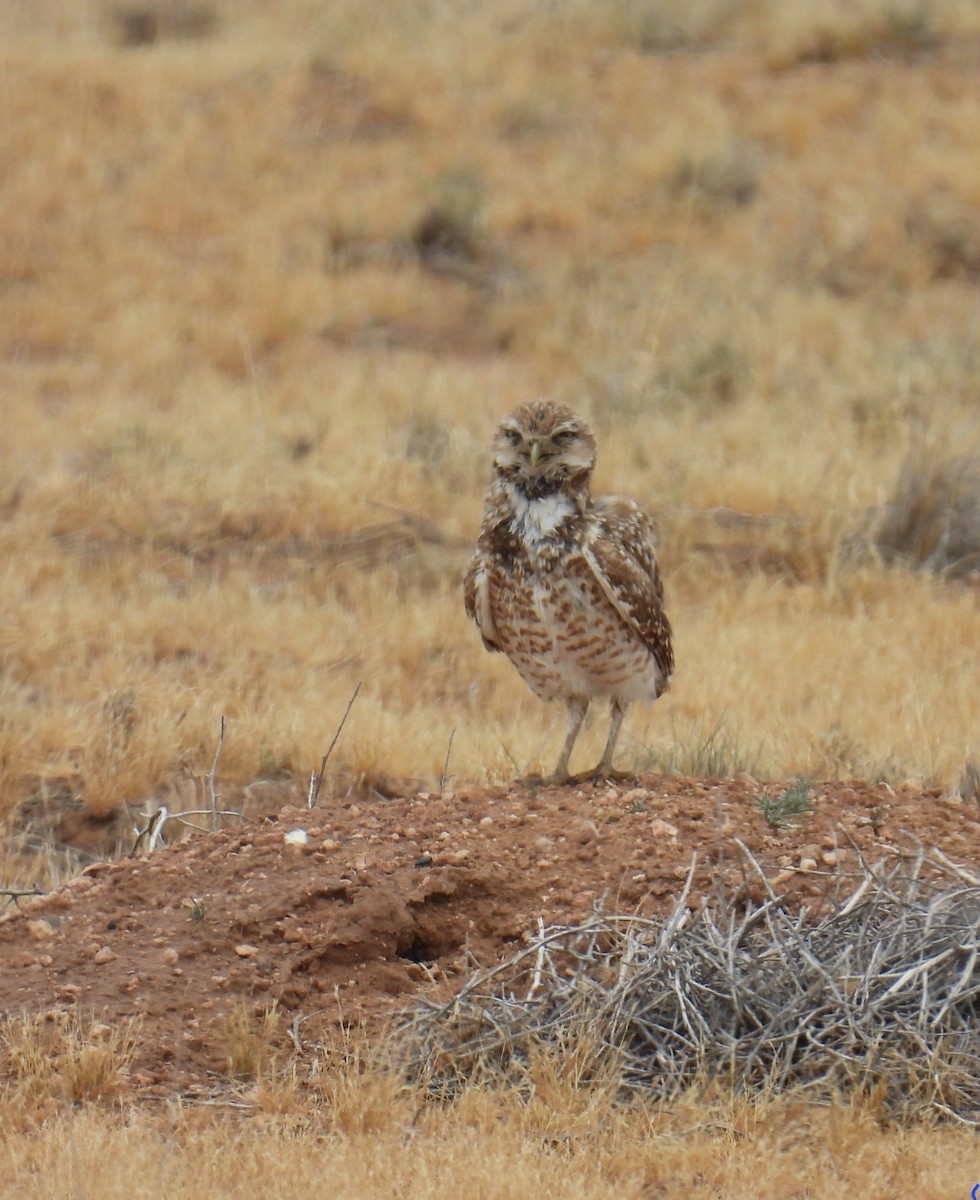 Burrowing Owl - ML619155273