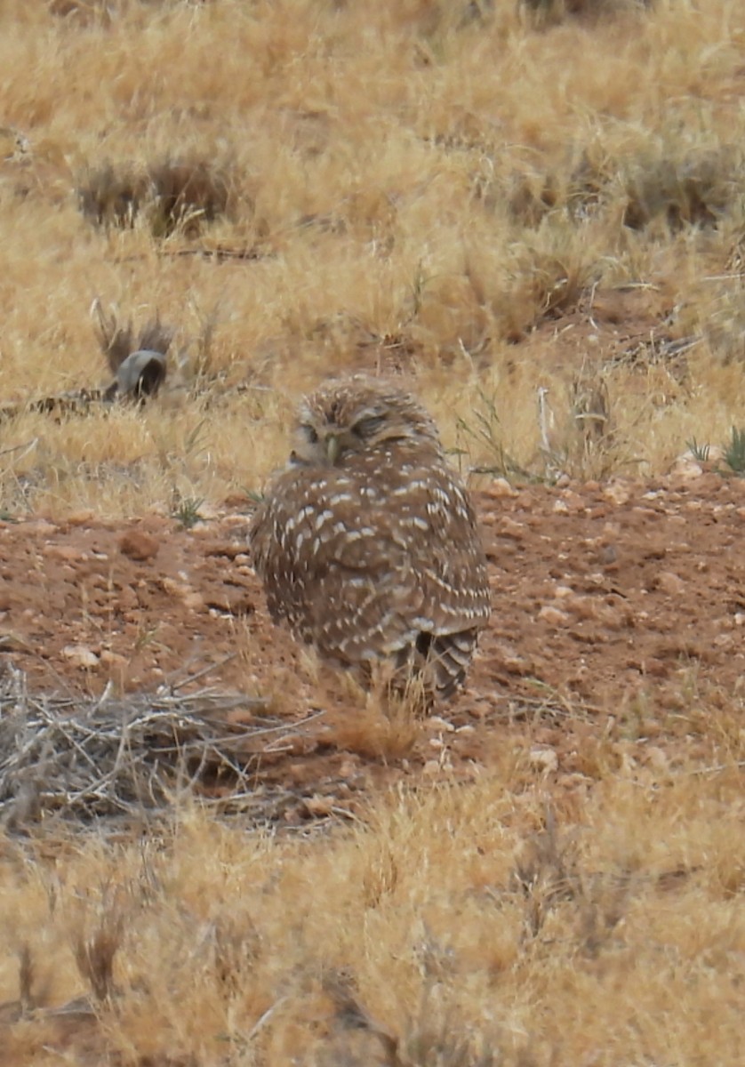 Burrowing Owl - ML619155274