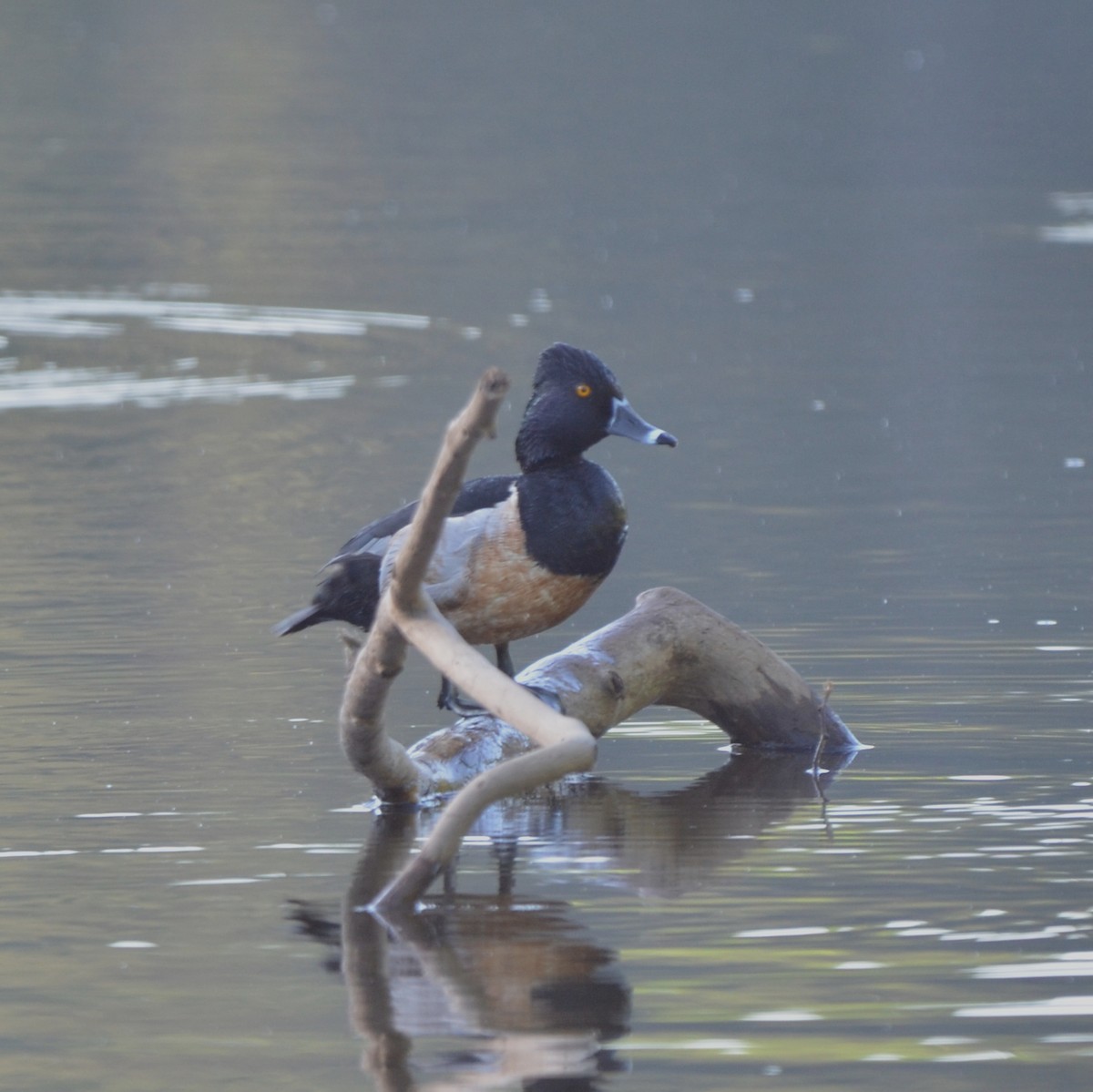 Ring-necked Duck - Elia Testu