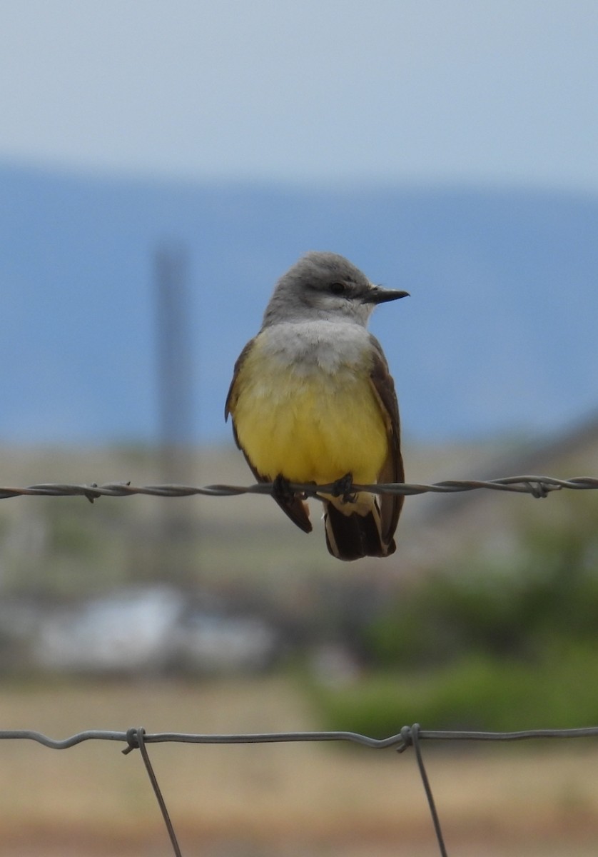 Western Kingbird - ML619155293