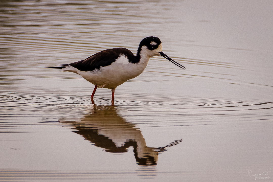 Black-necked Stilt - ML619155306