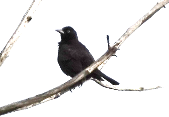 Rusty Blackbird - Jane Huggins