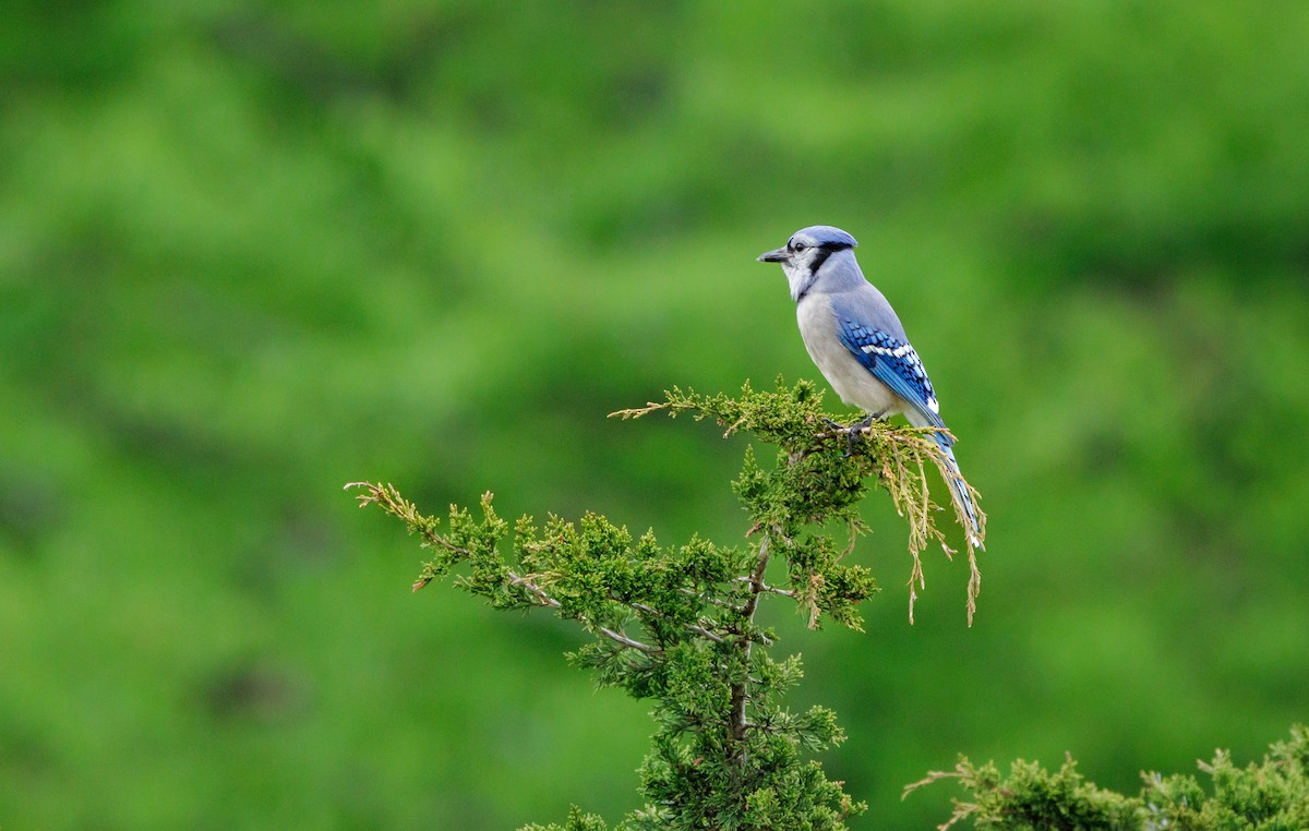 Blue Jay - Valentina Perissi