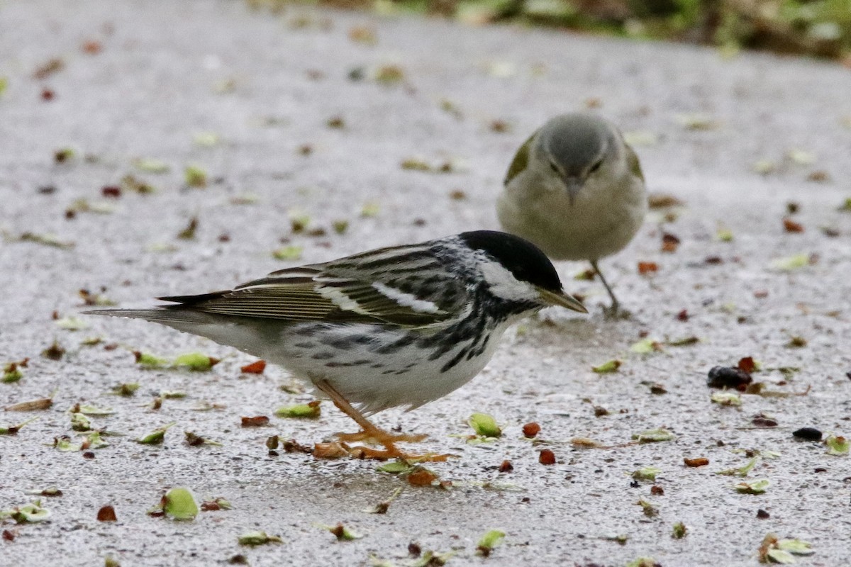 Blackpoll Warbler - Jay & Judy Anderson
