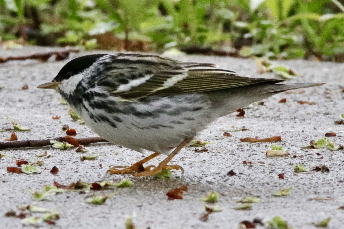 Blackpoll Warbler - Jay & Judy Anderson