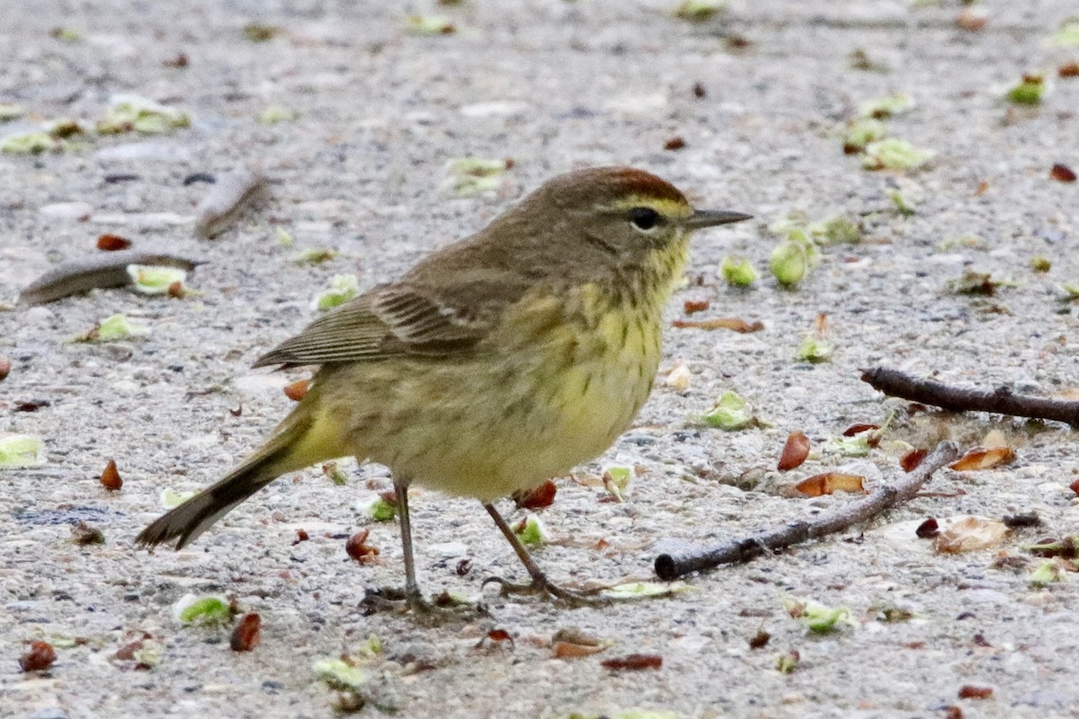 Palm Warbler - Jay & Judy Anderson