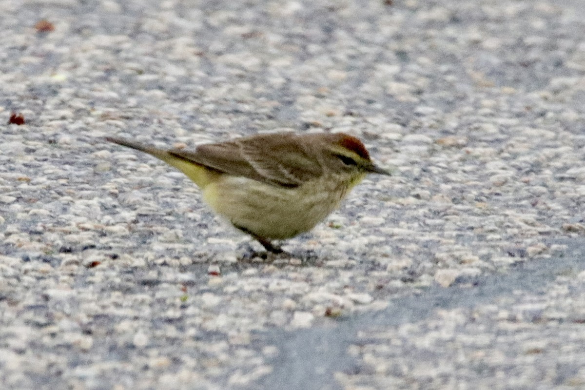 Palm Warbler - Jay & Judy Anderson