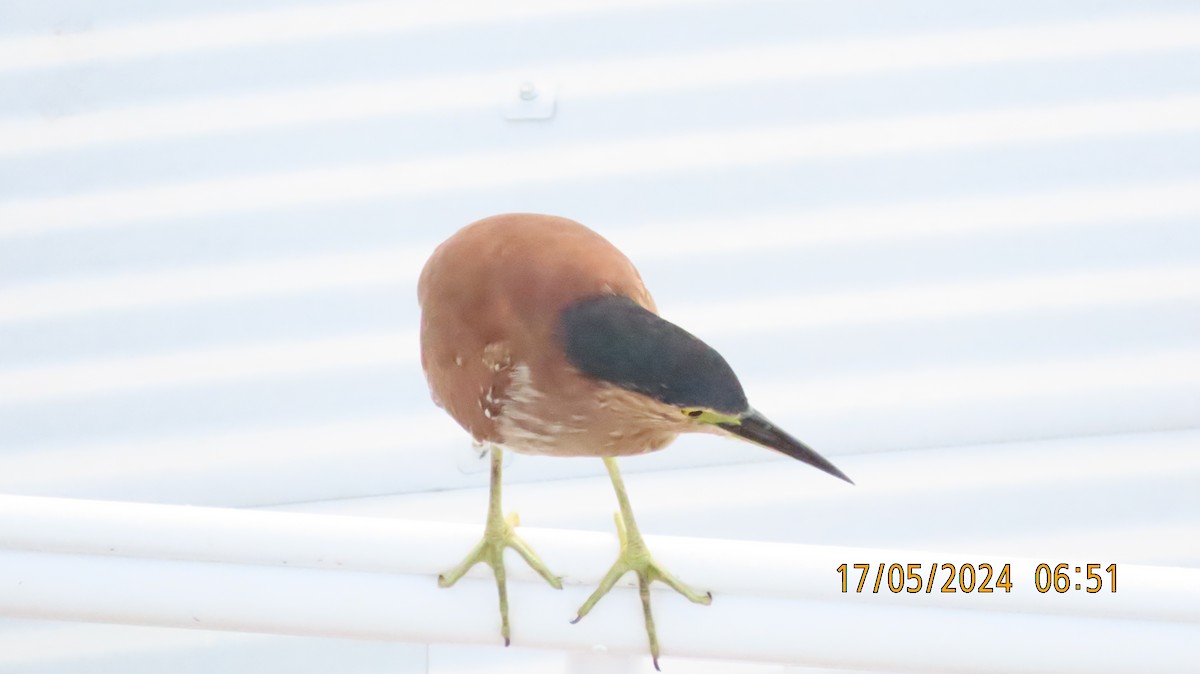 Nankeen Night Heron - Norton Gill