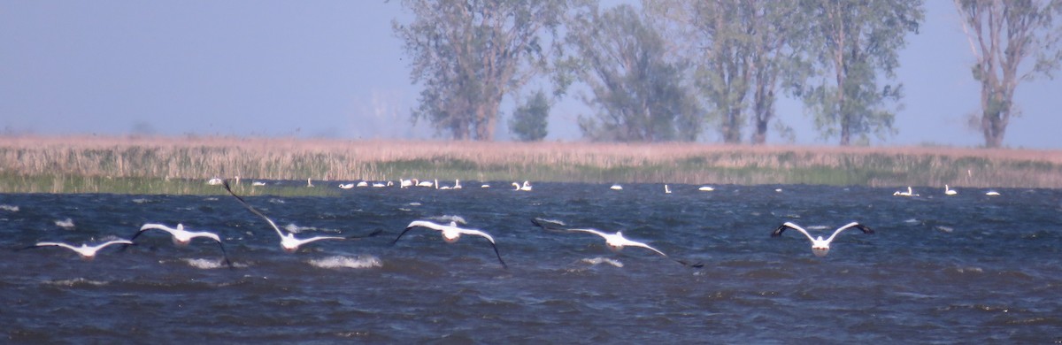 American White Pelican - ML619155360