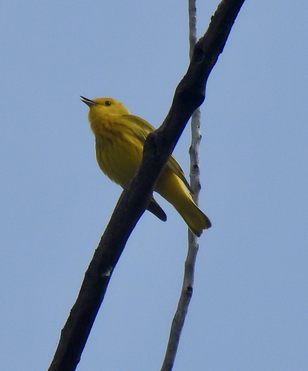 Yellow Warbler - Robert Ducham
