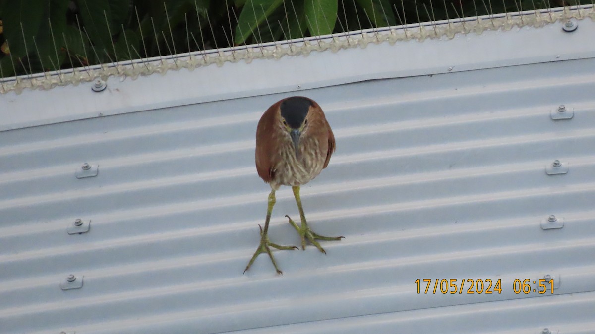 Nankeen Night Heron - Norton Gill