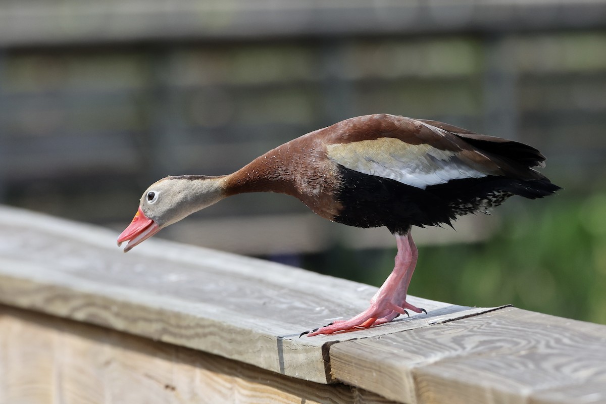 Black-bellied Whistling-Duck - Alice Church
