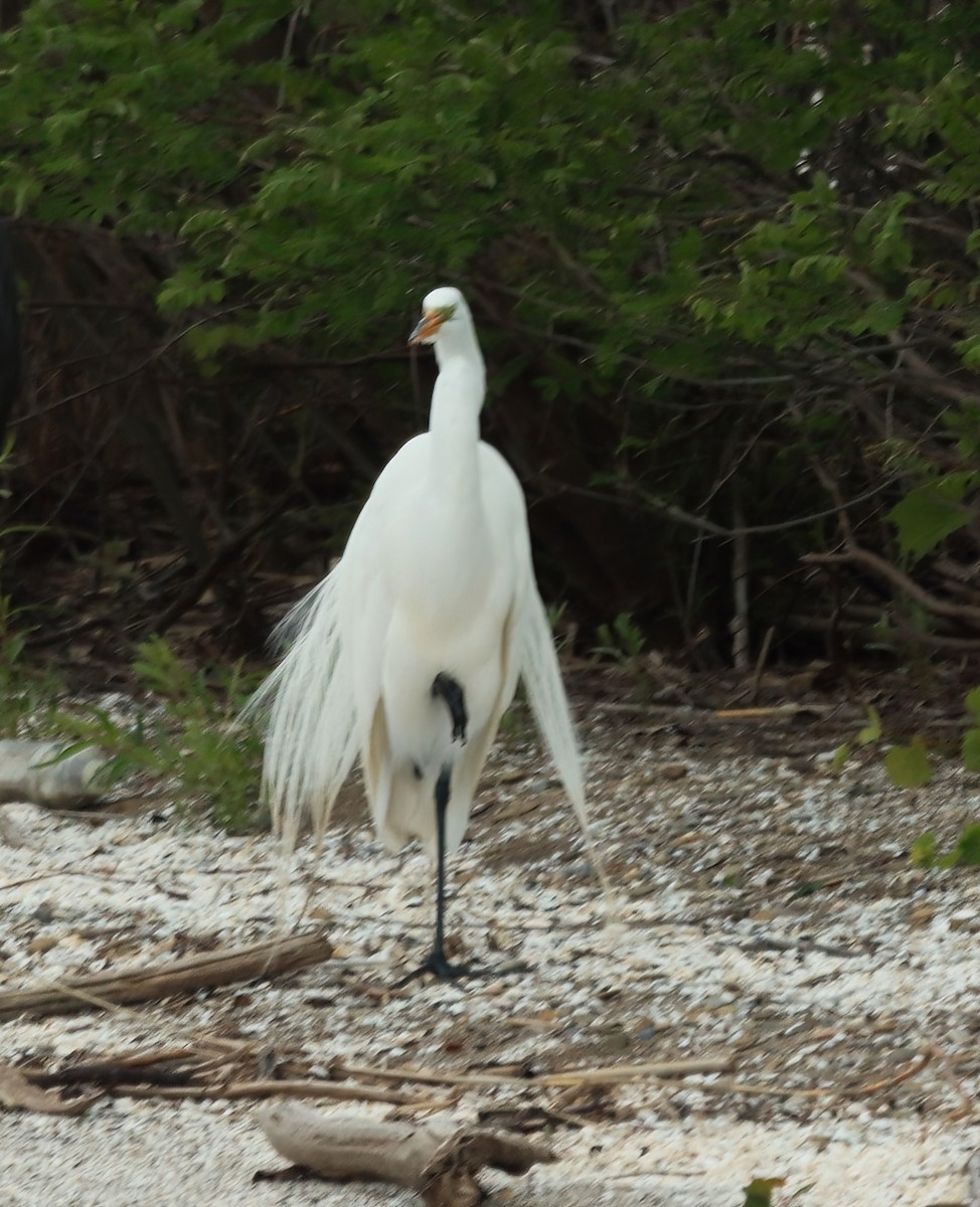 Great Egret - Bob Andrini