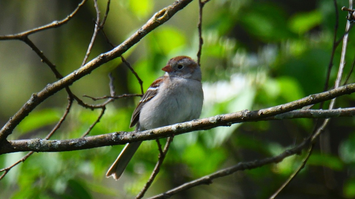 Field Sparrow - Dan Edelen
