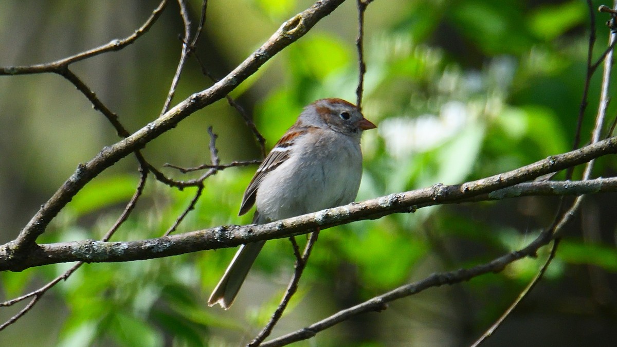Field Sparrow - ML619155433