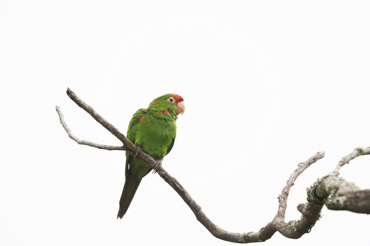 Crimson-fronted Parakeet - Steve Heinl