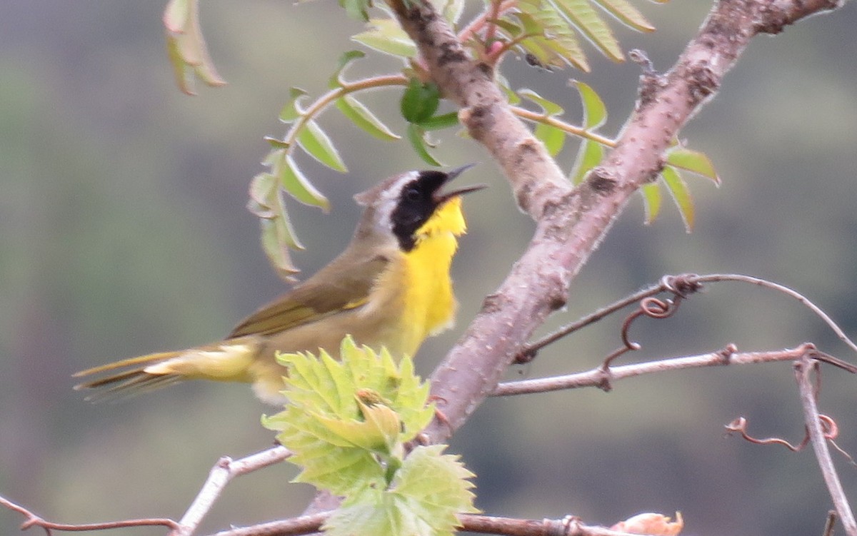 Common Yellowthroat - A Goulden