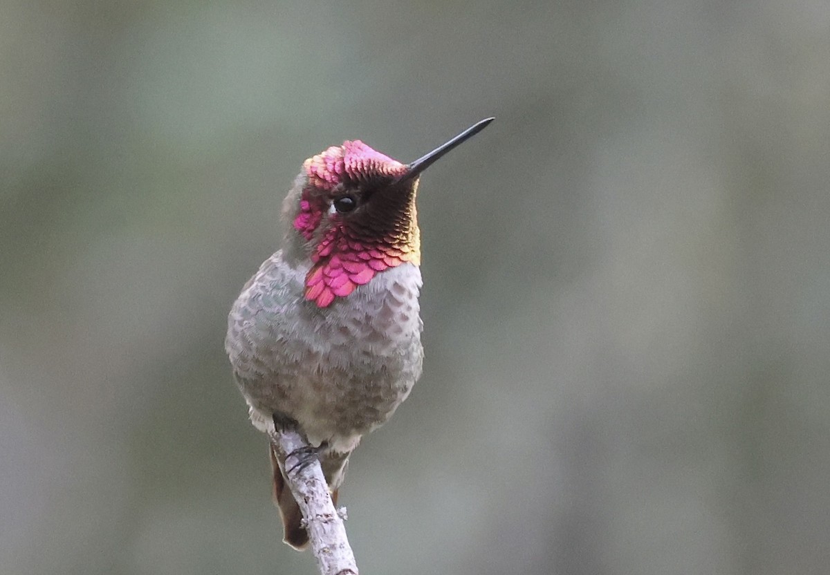 Anna's Hummingbird - Gil Ewing