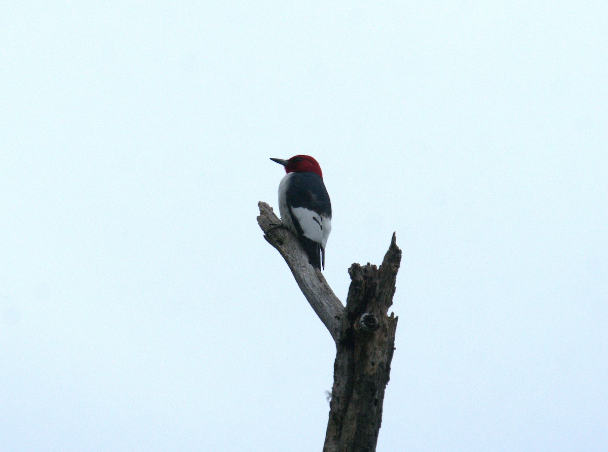 Red-headed Woodpecker - Cindy & Gene Cunningham