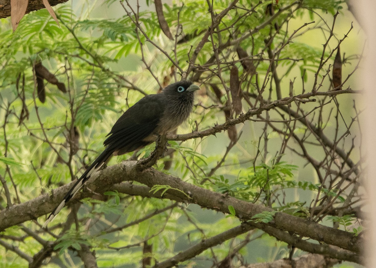 Blue-faced Malkoha - ML619155518