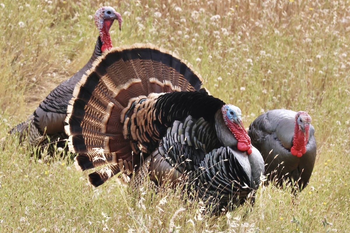 Wild Turkey - ML619155523