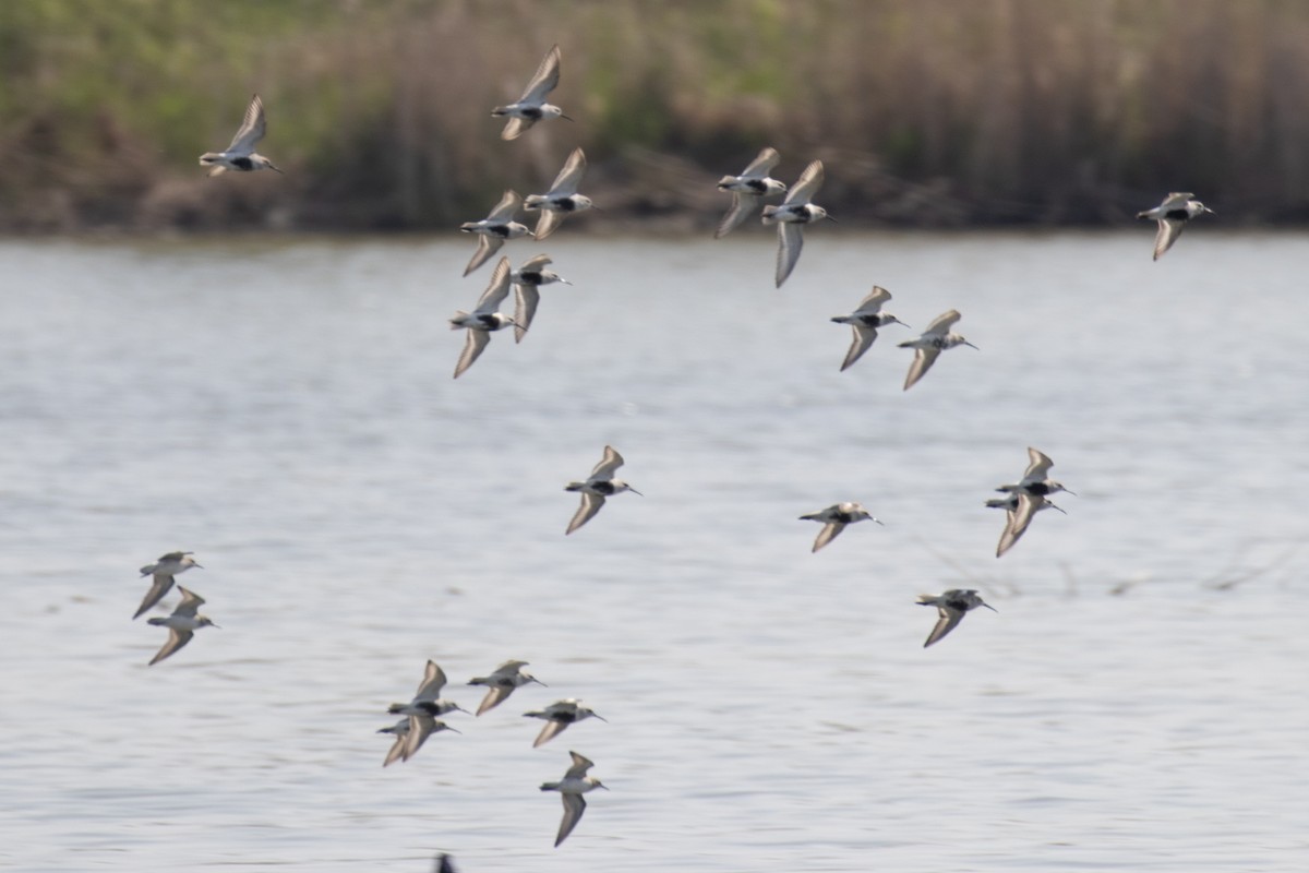 Dunlin - Christine Mason