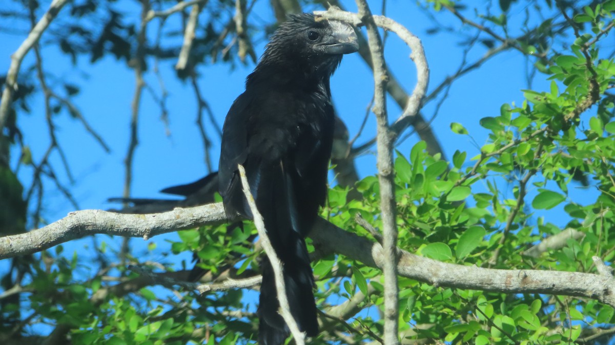 Smooth-billed Ani - Gregory Allen