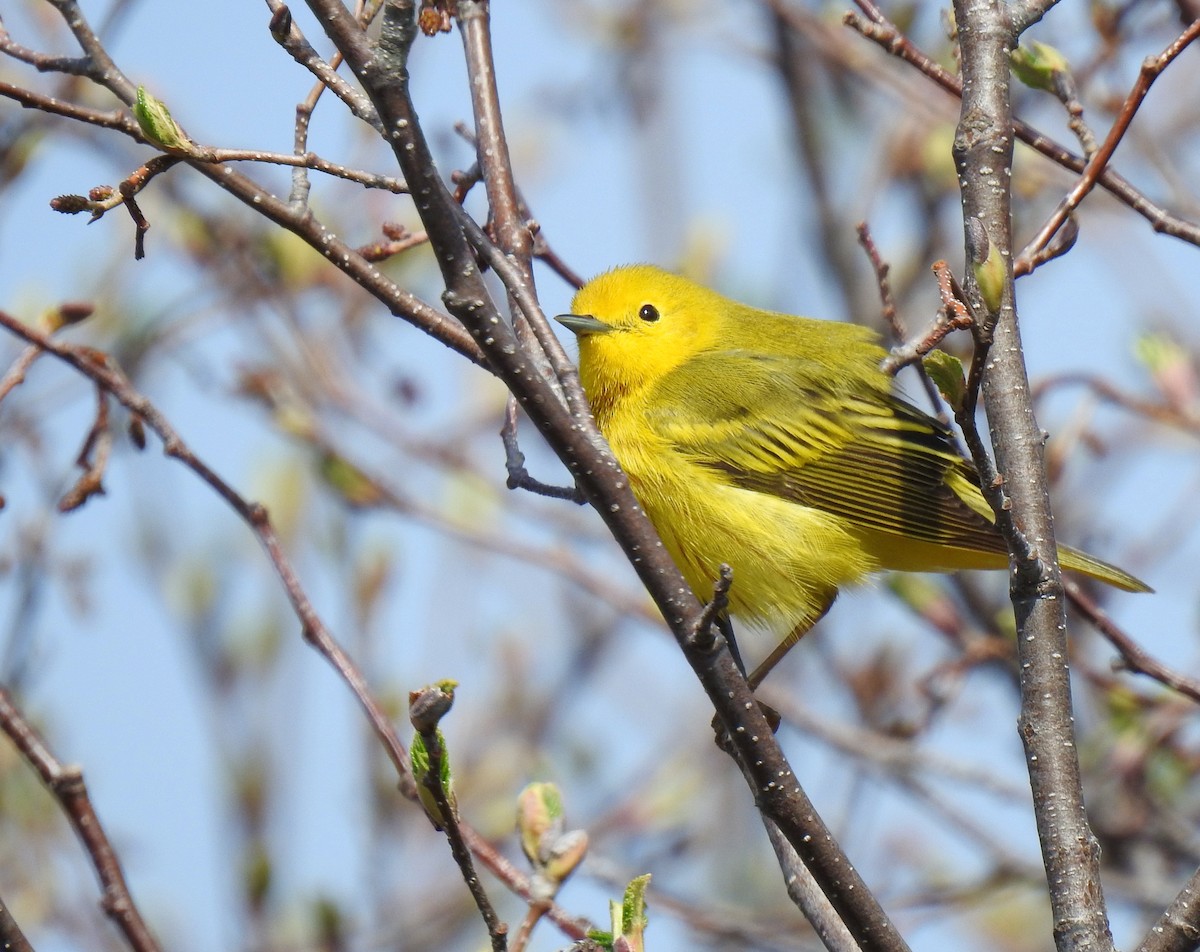 Yellow Warbler - ML619155592