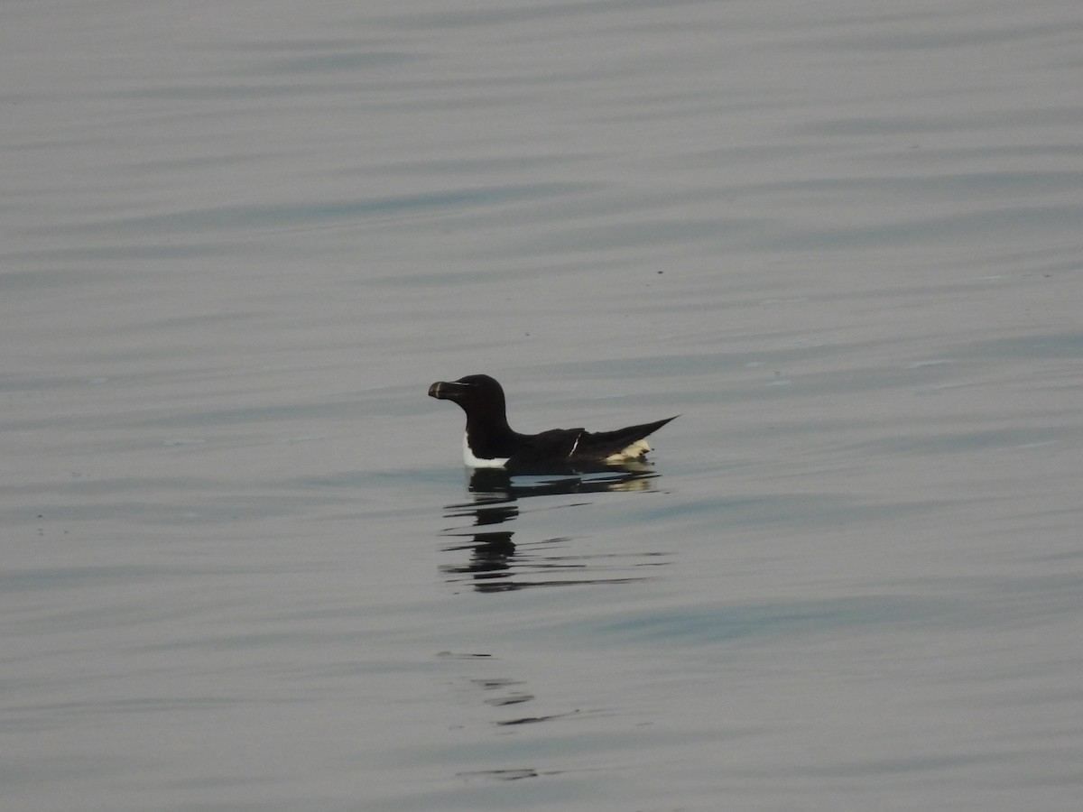 Razorbill - Rhonda Langelaan