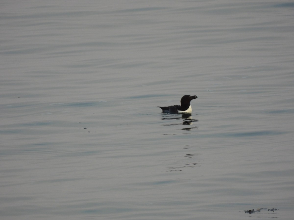 Razorbill - Rhonda Langelaan