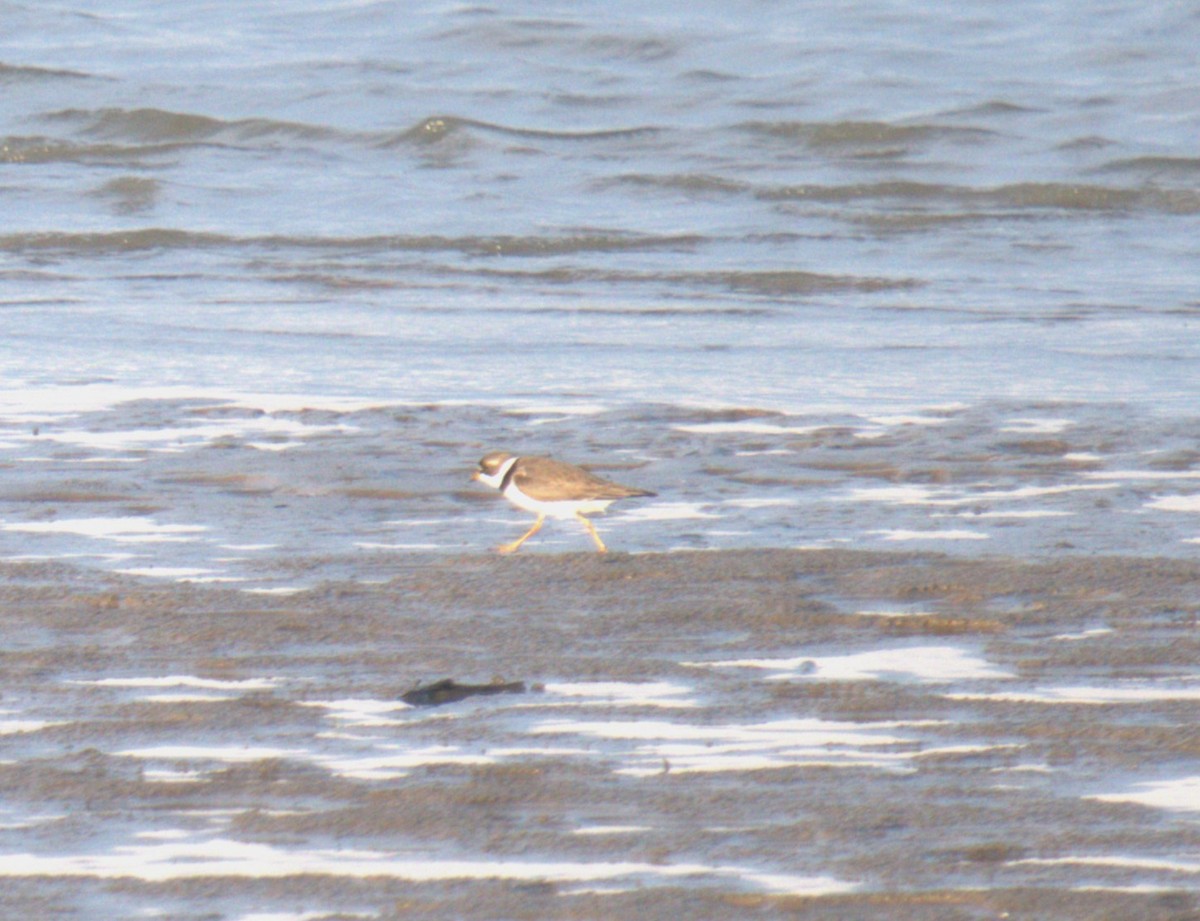 Semipalmated Plover - Cindy & Gene Cunningham