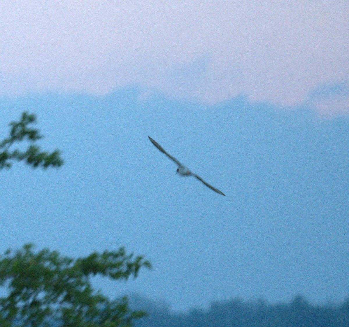 Least Tern - ML619155657