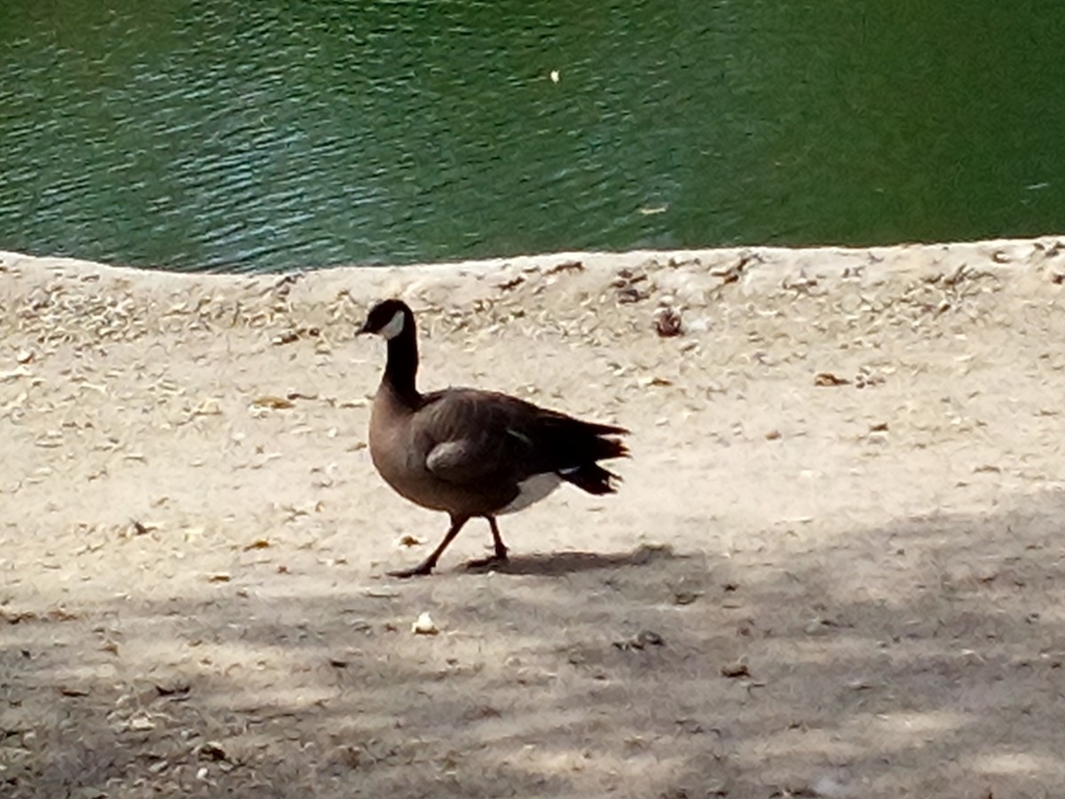 Cackling Goose (minima) - ML619155664
