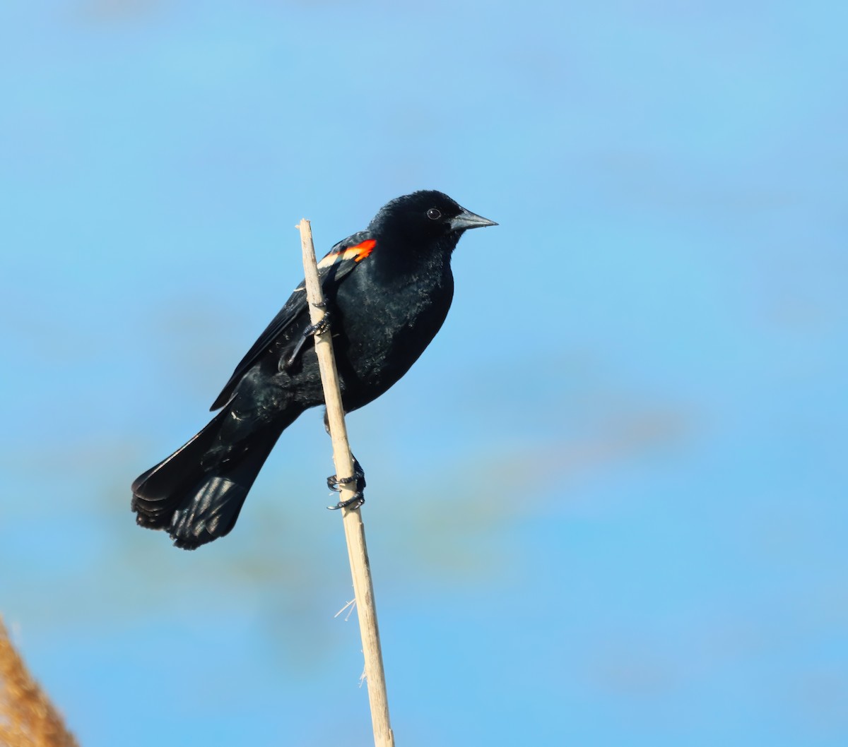 Red-winged Blackbird - Bob Andrini