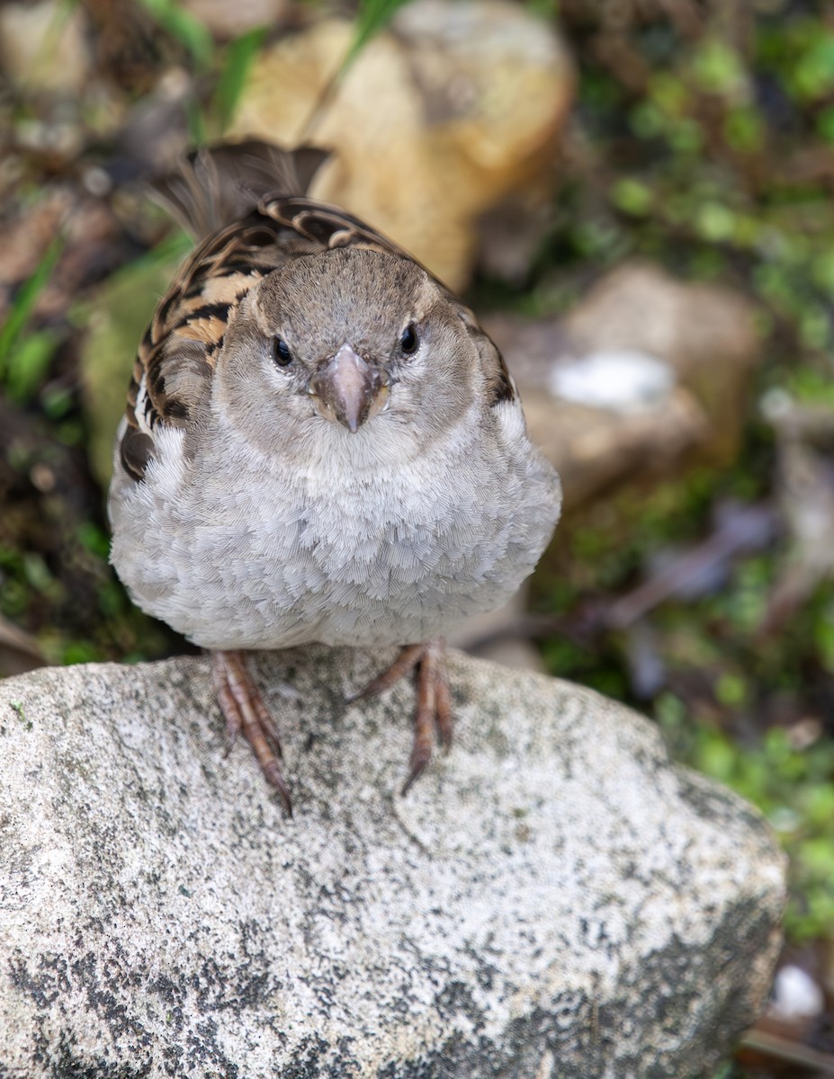 House Sparrow - Sydney Peck