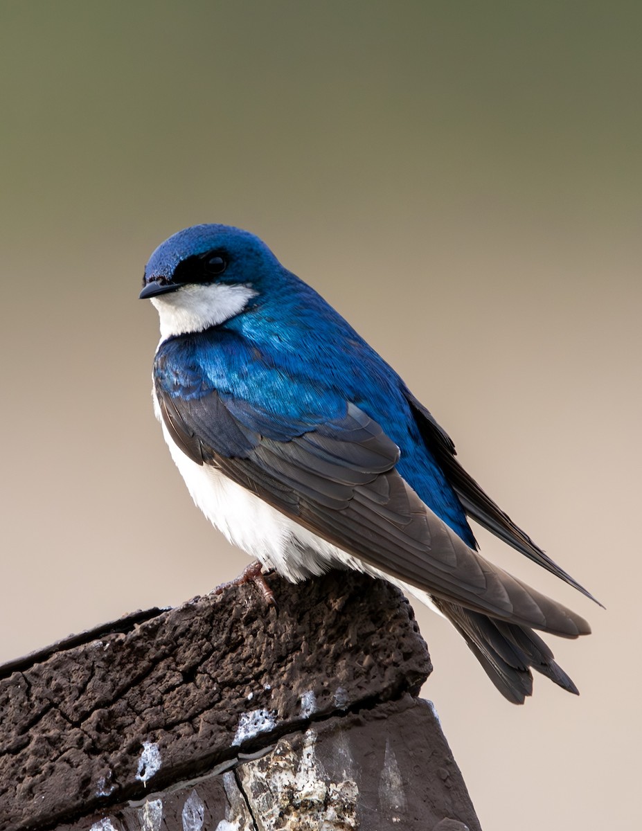 Tree Swallow - Sydney Peck