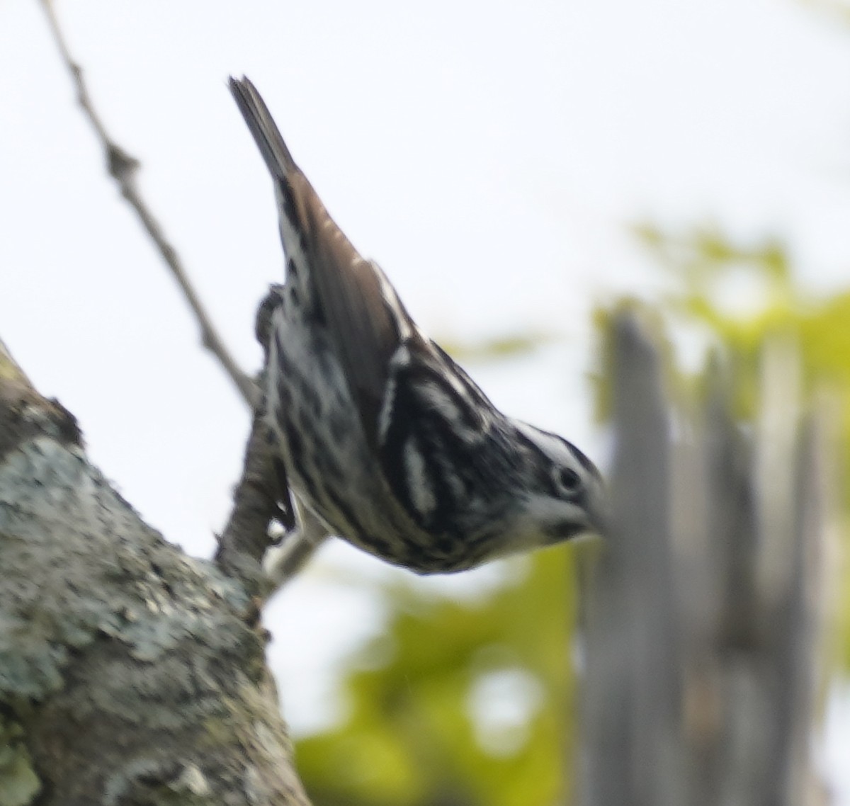 Black-and-white Warbler - ML619155703