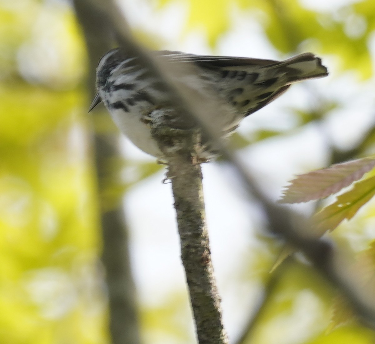 Black-and-white Warbler - ML619155704