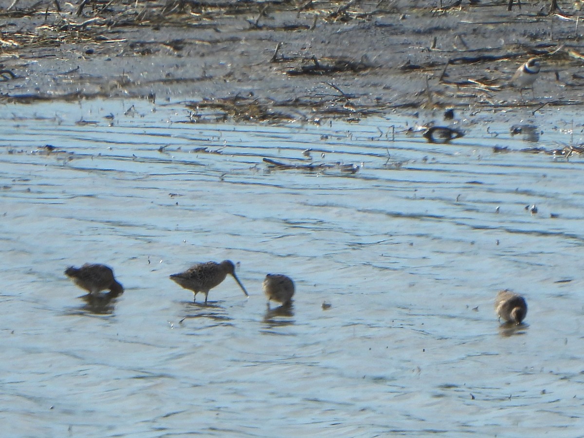 Short-billed Dowitcher - Tate Putman