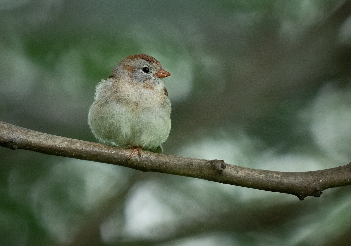 Field Sparrow - Michael Hochstetler
