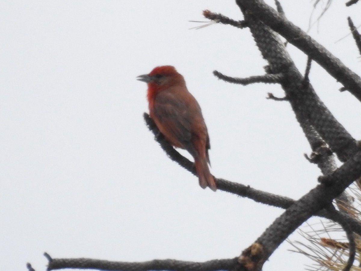 Hepatic Tanager - Brian Johnson