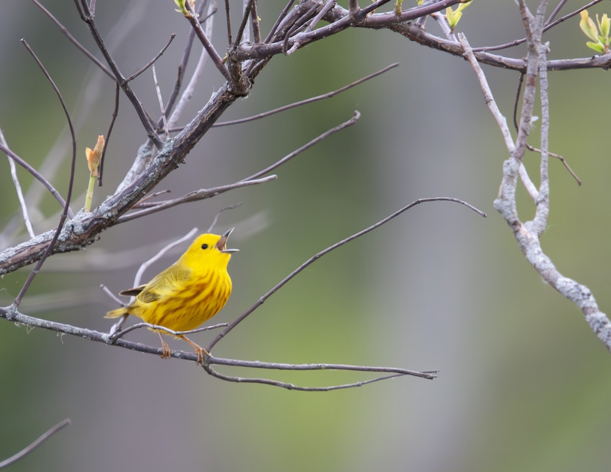 Yellow Warbler - Sydney Peck