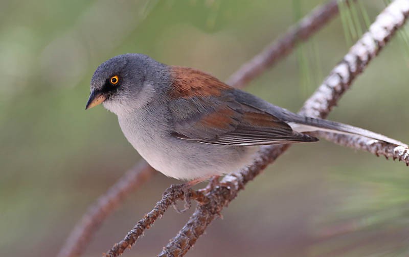 Yellow-eyed Junco - Michael Walther