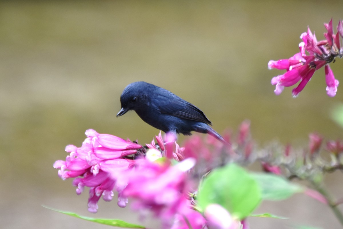 Black Flowerpiercer - irina shulgina