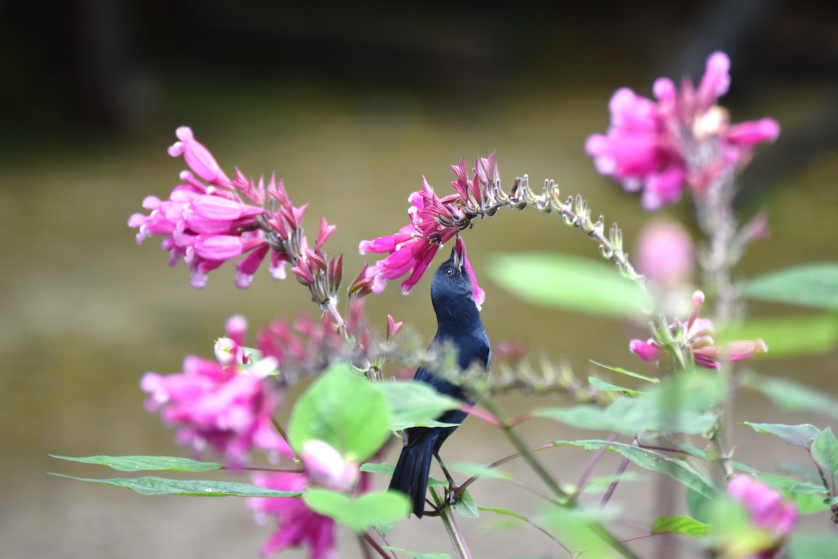 Black Flowerpiercer - irina shulgina