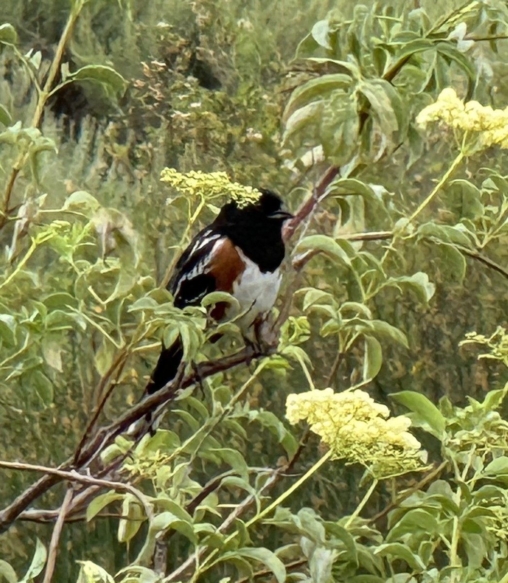 Spotted Towhee - Norma Figueroa