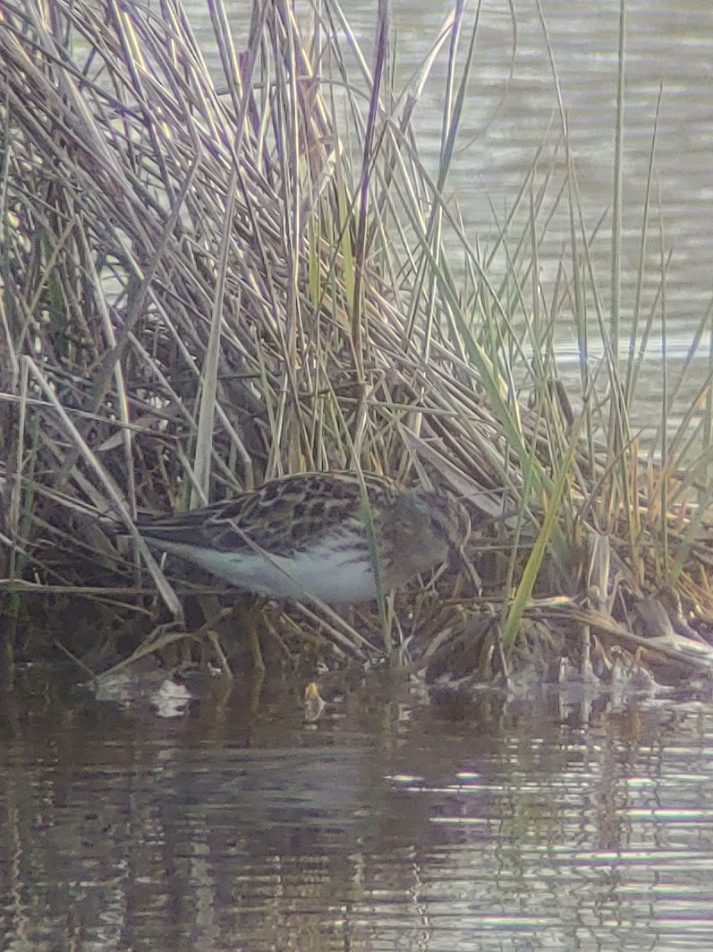 Least Sandpiper - James Teitgen