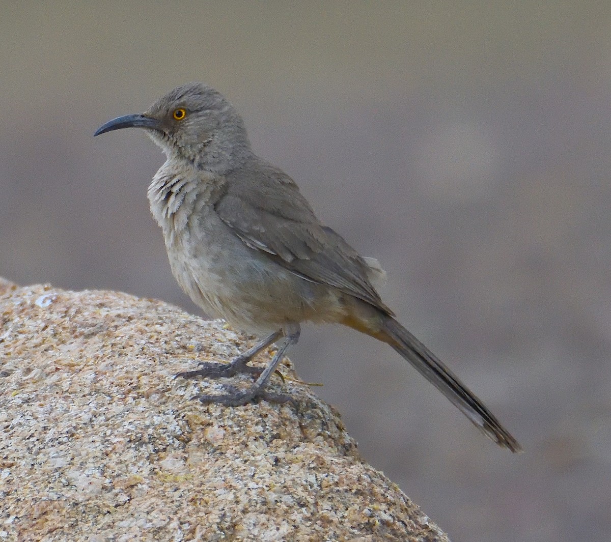 Curve-billed Thrasher (palmeri Group) - ML619155764