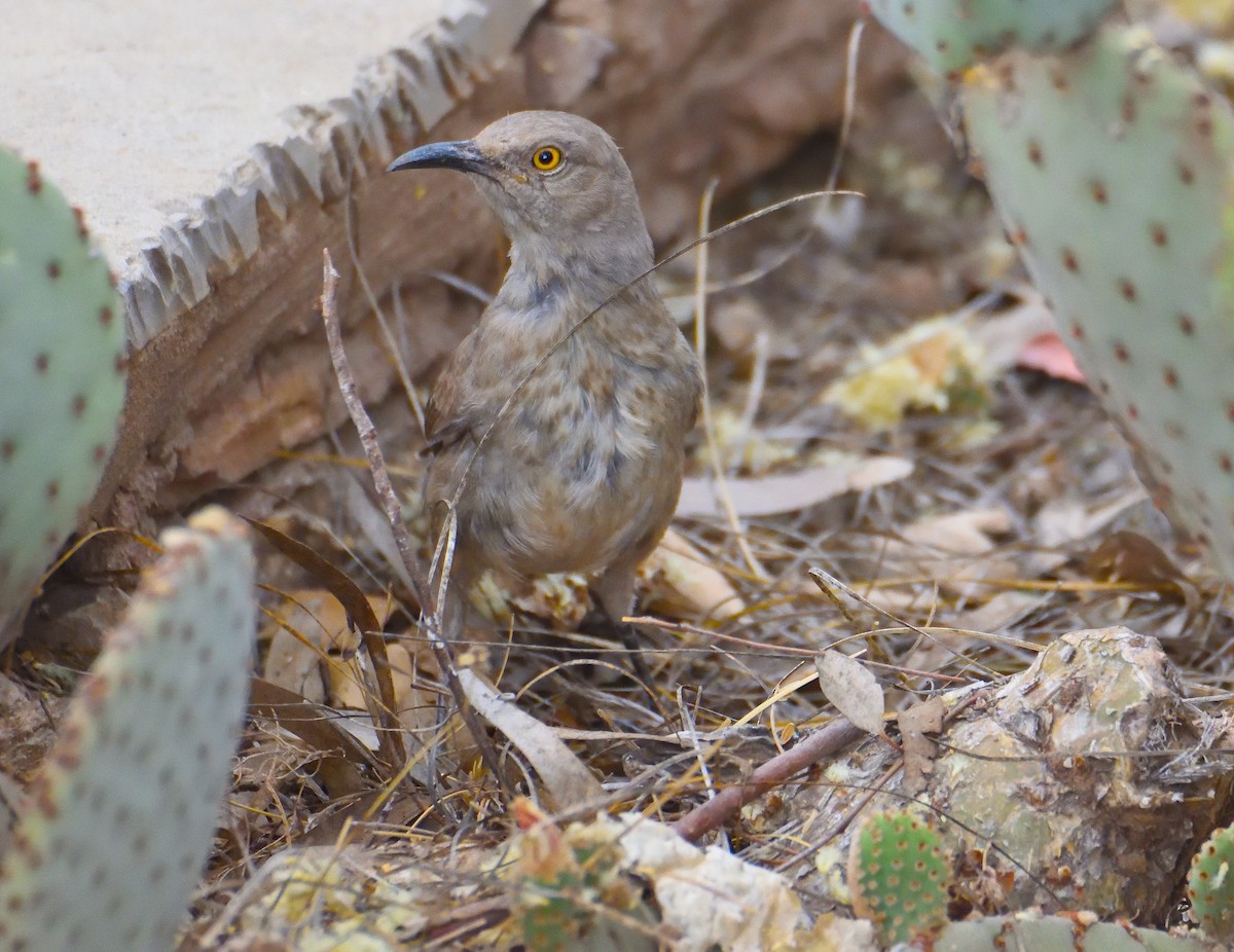 Curve-billed Thrasher (palmeri Group) - ML619155776