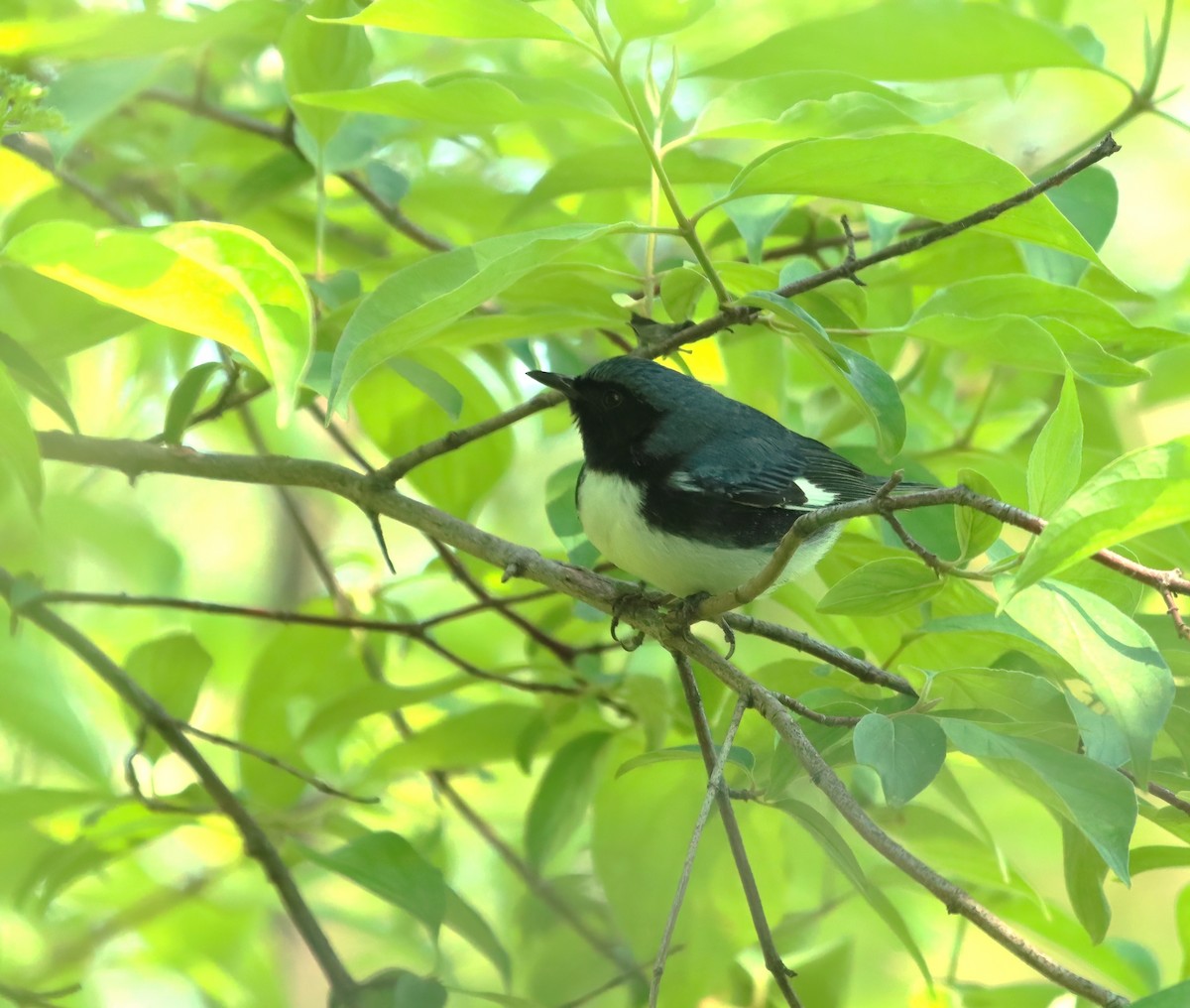 Black-throated Blue Warbler - Bob Andrini